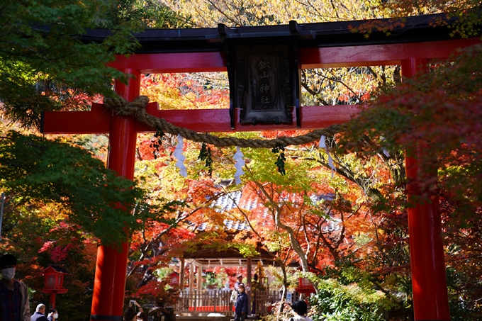 鍬山神社_紅葉_2022　No25