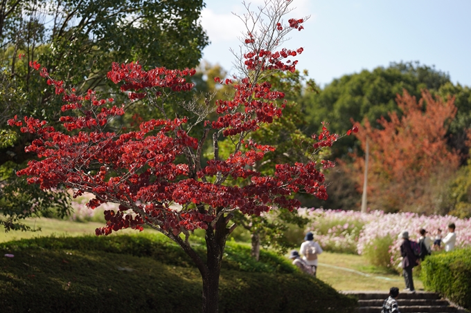 馬見丘陵公園_2022　No64