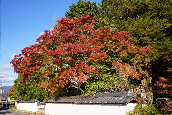 矢田天満宮_紅葉　No4