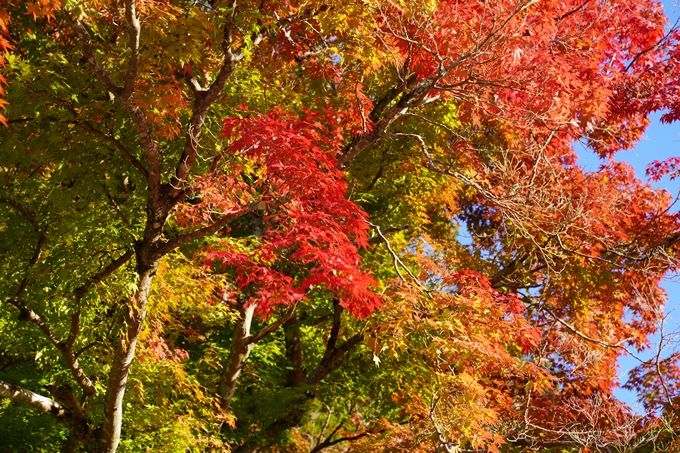 矢田天満宮_紅葉　No6