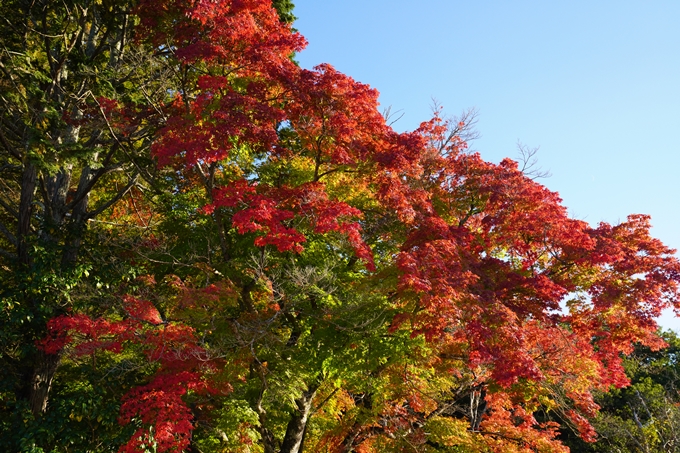 矢田天満宮_紅葉　No15