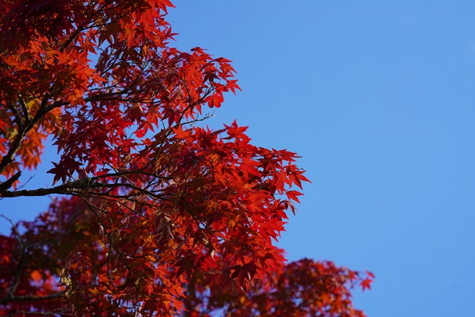 矢田天満宮_紅葉　No17