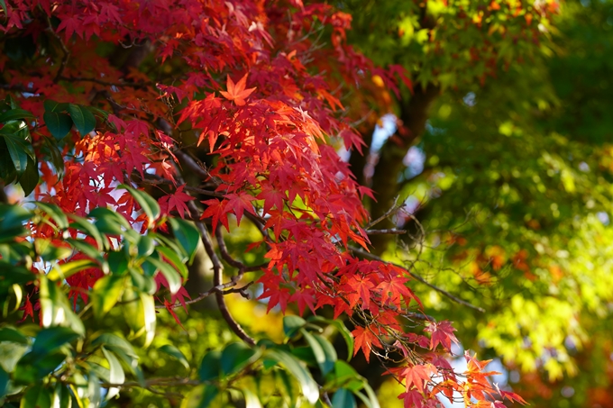 矢田天満宮_紅葉　No18