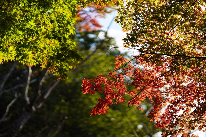 矢田天満宮_紅葉　No19