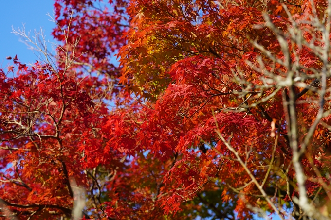 矢田天満宮_紅葉　No20