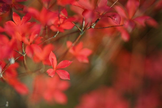 矢田天満宮_紅葉　No22