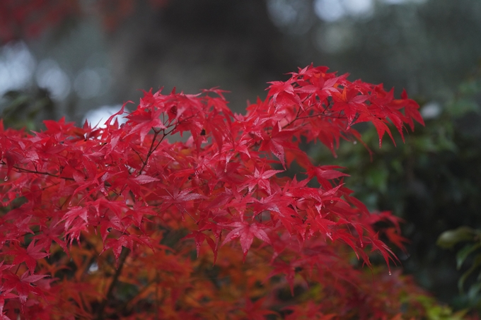 千手寺_霧_紅葉_2022　No16