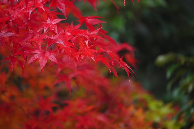 千手寺_霧_紅葉_2022　No17