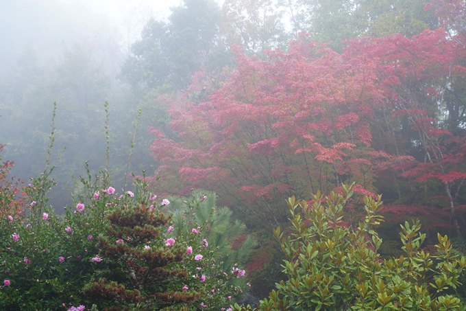 千手寺_霧_紅葉_2022　No7