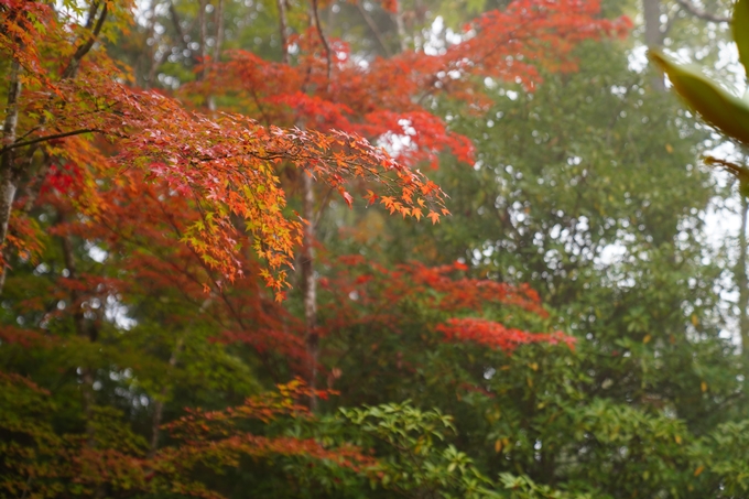 千手寺_霧_紅葉_2022　No14