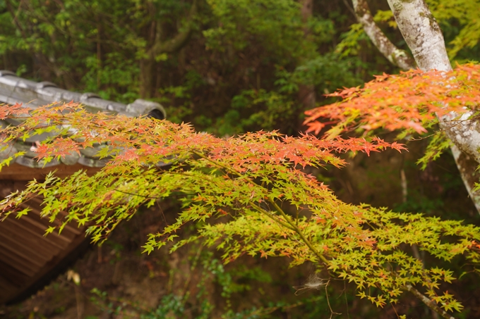 千手寺_霧_紅葉_2022　No15