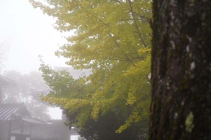 千手寺_霧_紅葉_2022　No13