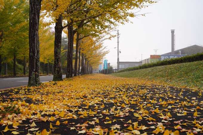 道の駅_瑞穂_さらびき_イチョウ並木　No4