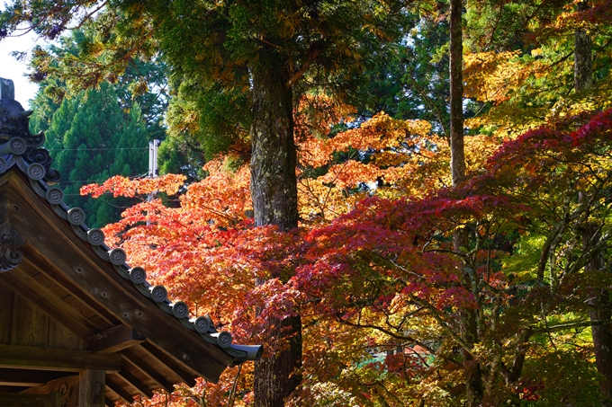 龍穏寺_紅葉_2022　No2