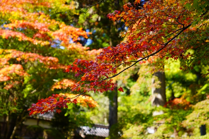 龍穏寺_紅葉_2022　No5