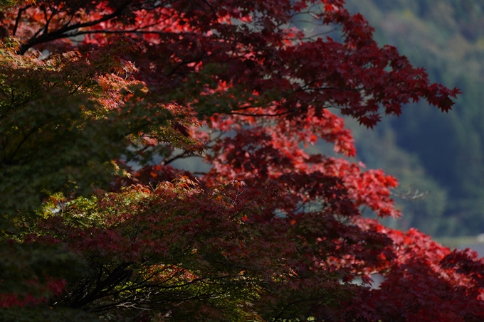 龍穏寺_紅葉_2022　No6