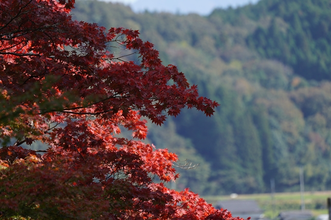 龍穏寺_紅葉_2022　No7