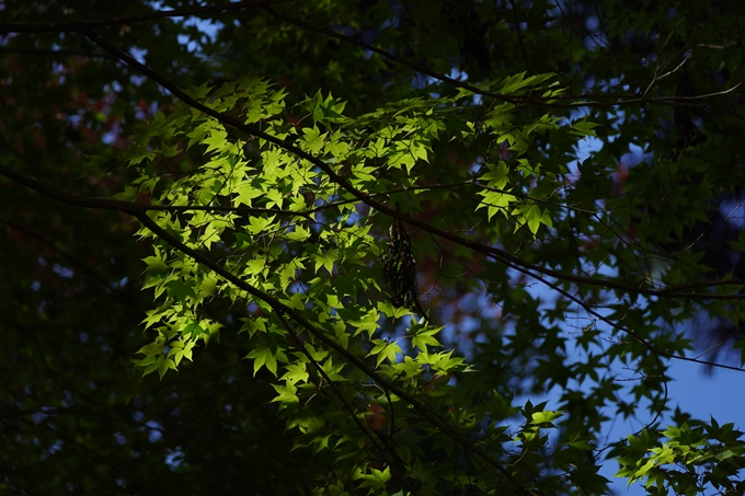 龍穏寺_紅葉_2022　No10