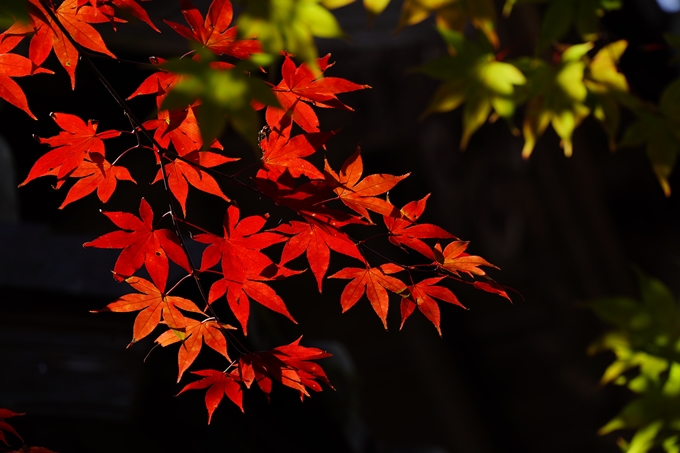 龍穏寺_紅葉_2022　No13