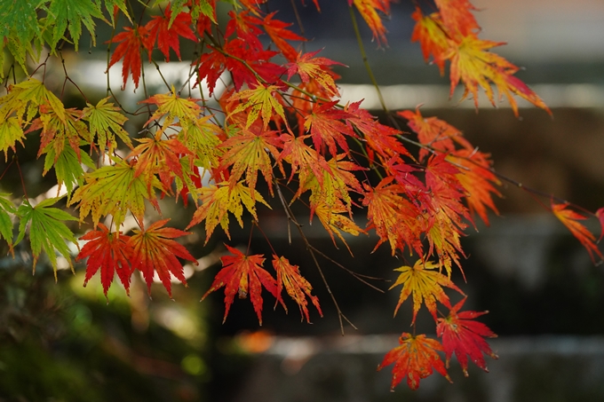 龍穏寺_紅葉_2022　No15