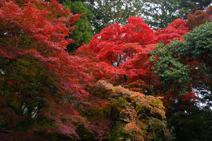 苗秀寺_紅葉_2022　No3