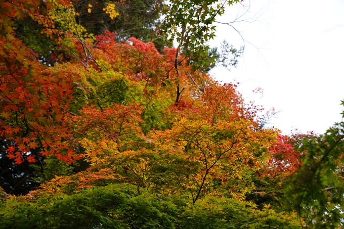 苗秀寺_紅葉_2022　No4