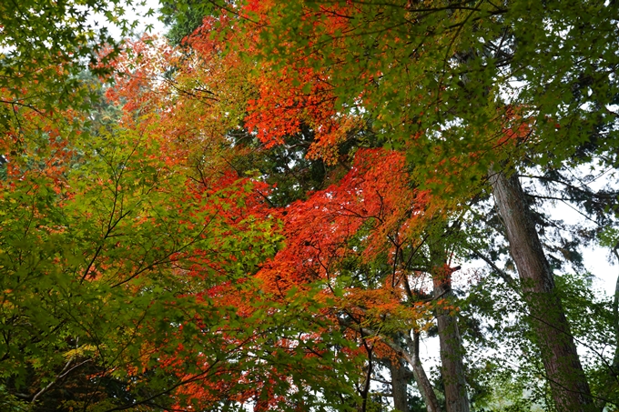 苗秀寺_紅葉_2022　No6