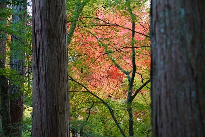 苗秀寺_紅葉_2022　No10