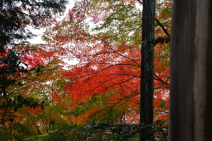 苗秀寺_紅葉_2022　No11