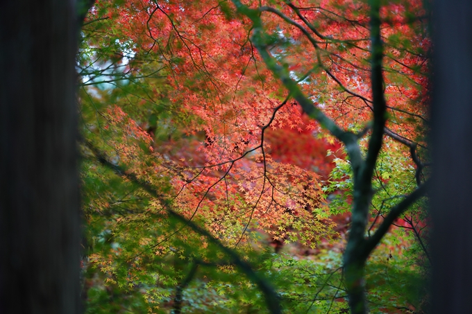 苗秀寺_紅葉_2022　No13