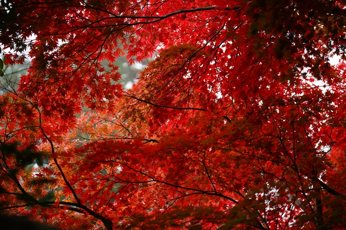 苗秀寺_紅葉_2022　No14