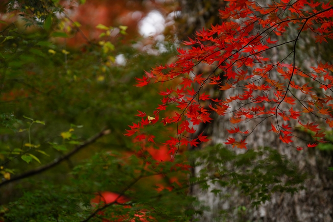 苗秀寺_紅葉_2022　No15