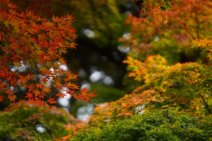 苗秀寺_紅葉_2022　No16