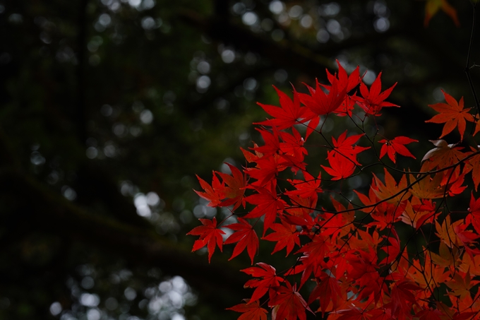 苗秀寺_紅葉_2022　No18