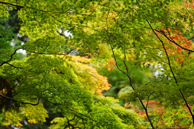 苗秀寺_紅葉_2022　No19