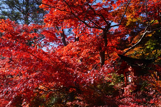 鍬山神社_紅葉_2022　No3