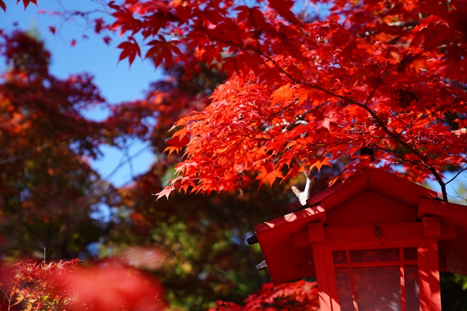 鍬山神社_紅葉_2022　No4