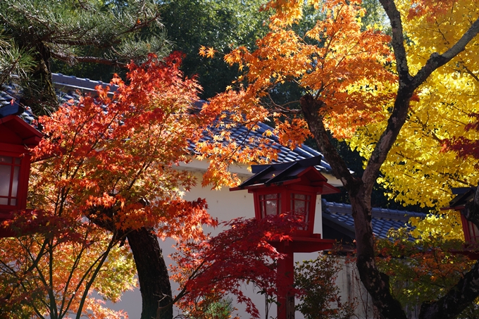 鍬山神社_紅葉_2022　No5