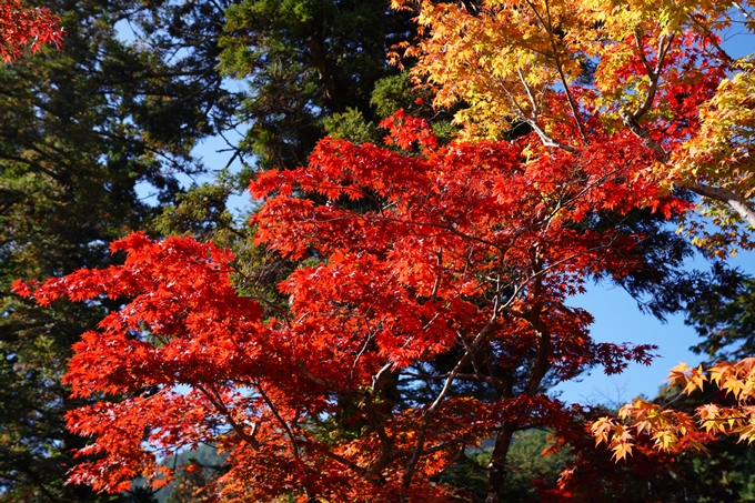 鍬山神社_紅葉_2022　No6