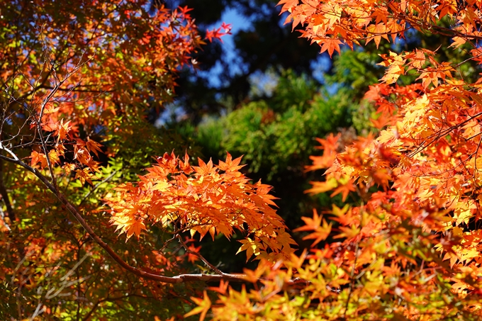 鍬山神社_紅葉_2022　No7