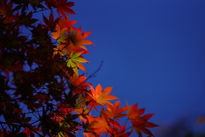 鍬山神社_紅葉_2022　No8