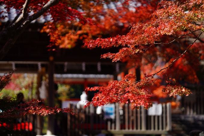 鍬山神社_紅葉_2022　No13