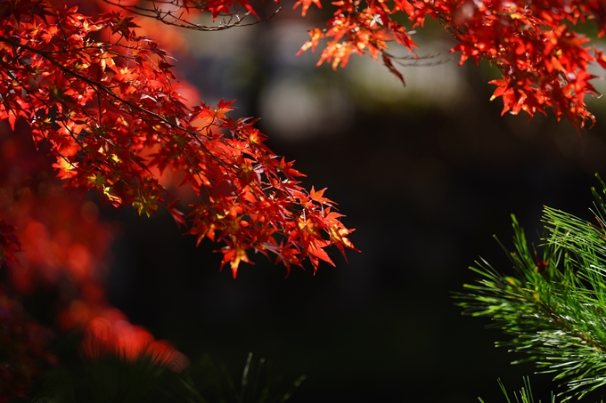 鍬山神社_紅葉_2022　No15