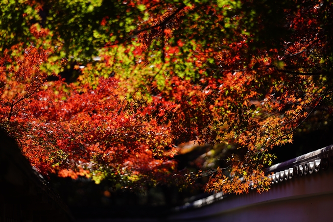 鍬山神社_紅葉_2022　No22