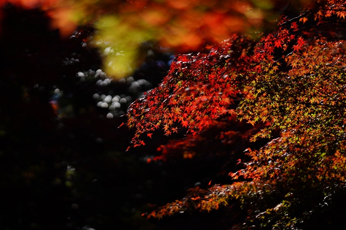 鍬山神社_紅葉_2022　No23