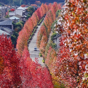 紅葉 $_57.JPG