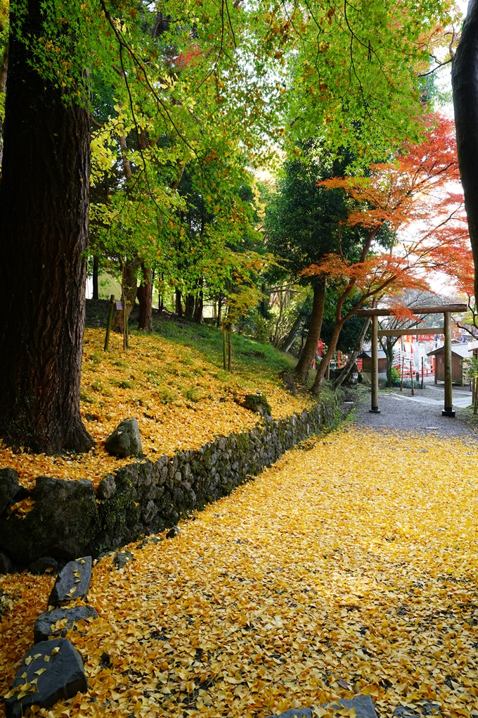 出雲大神宮_紅葉_2022　No25