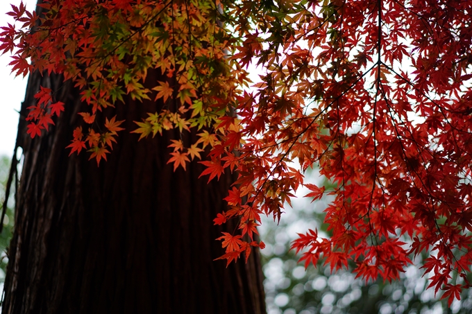 法常寺_紅葉_2022　No3