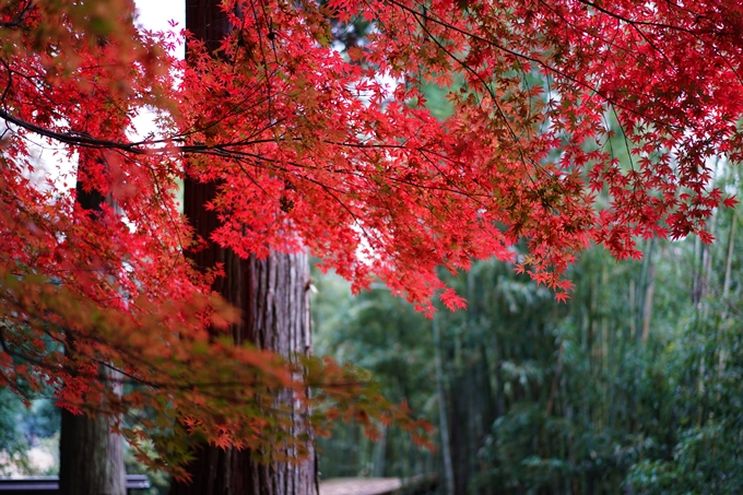 法常寺_紅葉_2022　No4