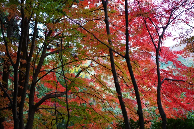 法常寺_紅葉_2022　No5